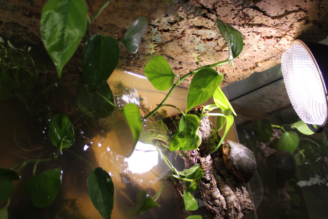 Wasserschildkröten aquarium einrichtungsbeispiel 8