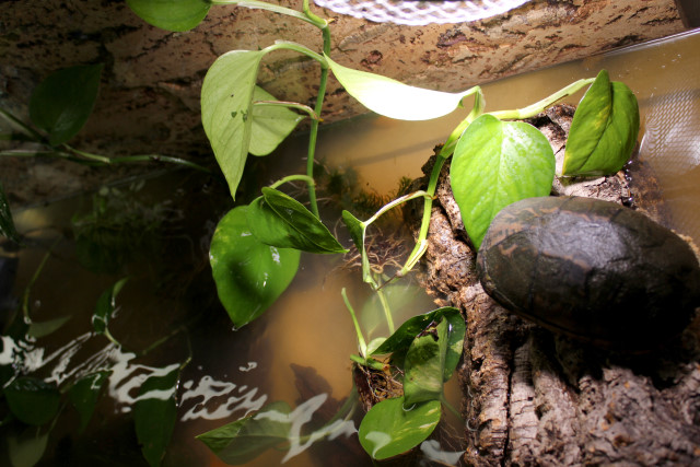 Wasserschildkröten aquarium einrichtungsbeispiel 9