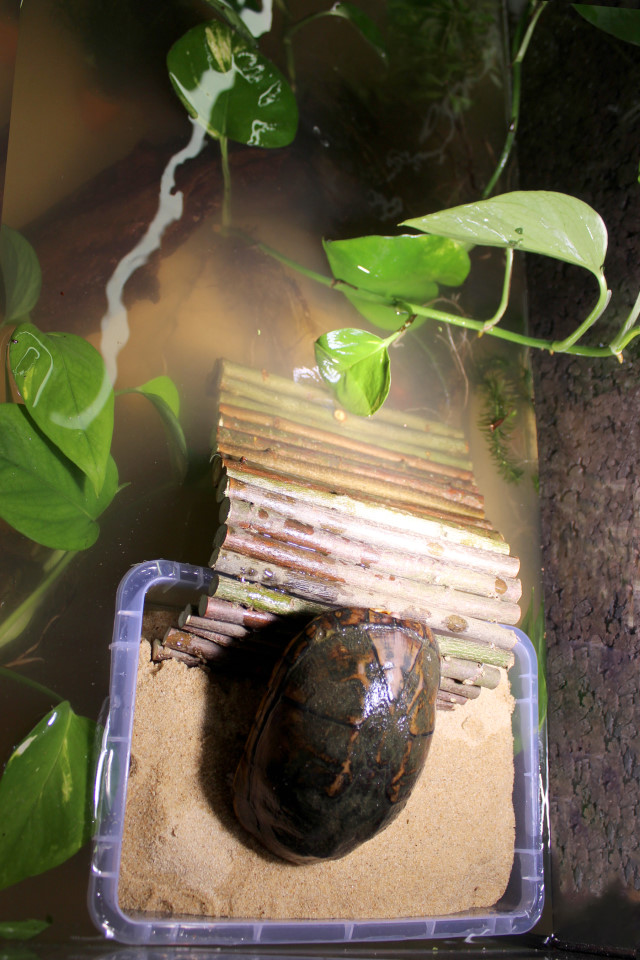 Wasserschildkröten aquarium einrichtungsbeispiel 12