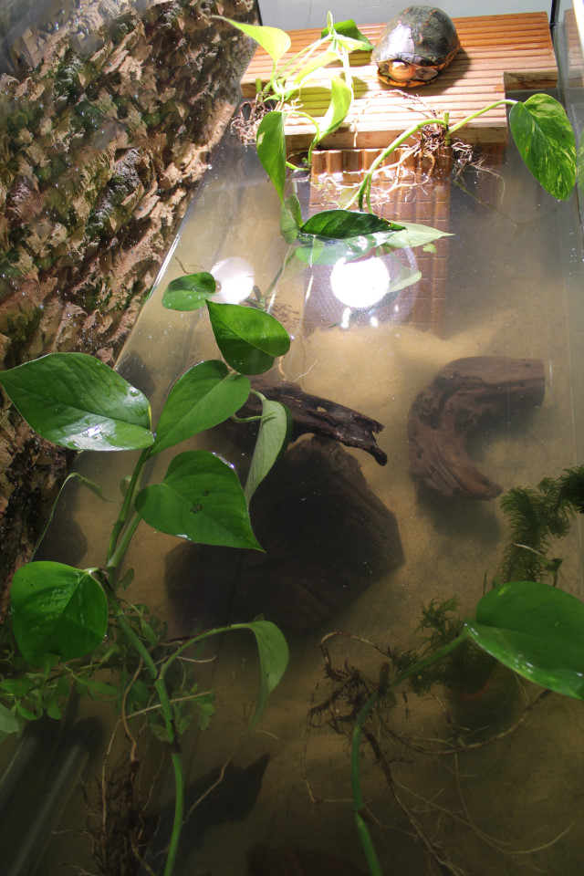 Wasserschildkröten aquarium einrichtungsbeispiel 11