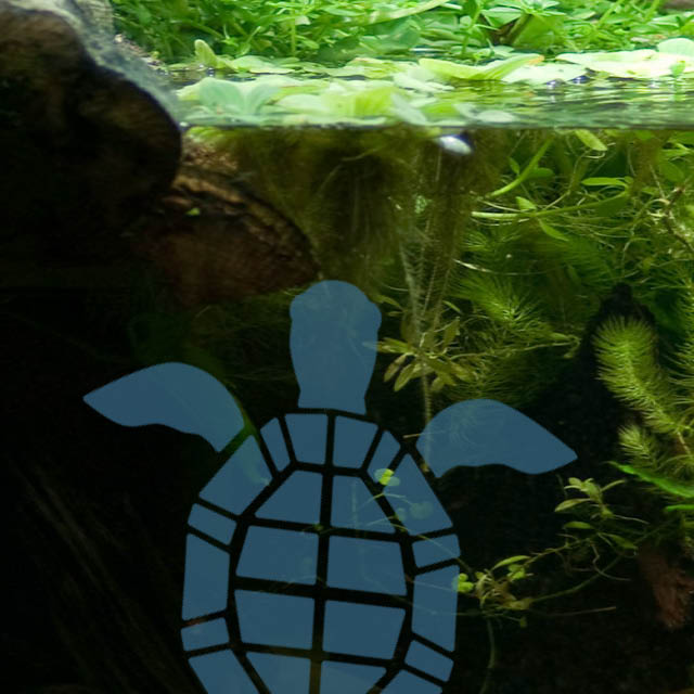 Wasserschildkröten Aquarium Landteile