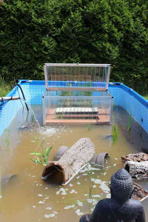 Teichpflanzen für Schildkröten mit Frühbeet im Pool