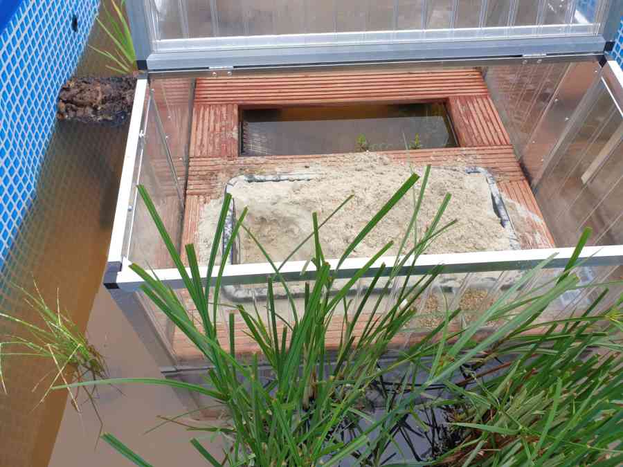Optimale Teichpflanzen für Wasserschildkröten