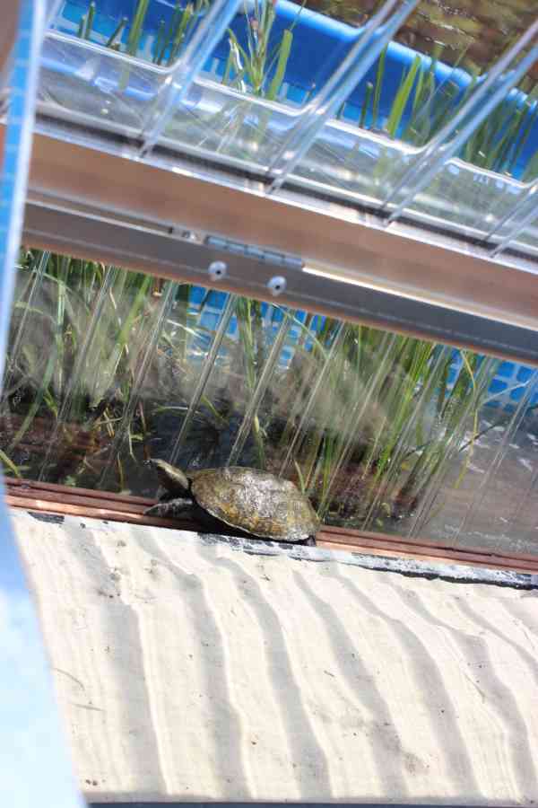 Teichpflanzen in Kombination mit Schildkröten Frühbeet im Pool