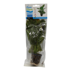 Ozelot-Schwertpflanze Echinodorus Ozelot Green
