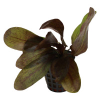 Ozelot-Schwertpflanze Echinodorus Ozelot Red