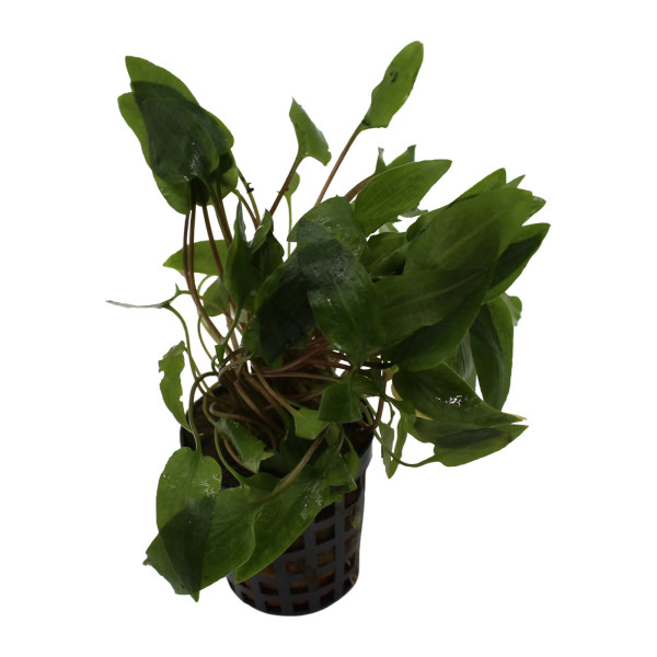 Keptei Samenhaus Nelumbo）Hydroponischen Wasser Blume Pflanze Indoor Bonsai Lotus Saatgut mehrjaehrig mehrfarbrig Mini-Lotusblumen Samen 