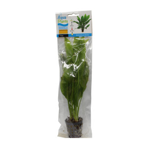 Breitbl&auml;ttrige Schwertpflanze Echinodorus bleheri