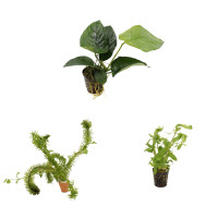 3 grüne Wasserpflanzen