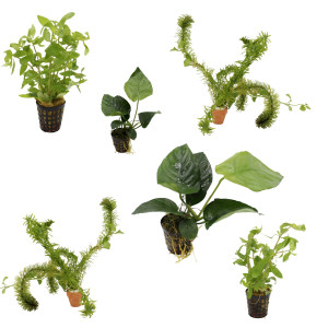 6 grüne Wasserpflanzen