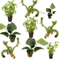 9 grüne Wasserpflanzen